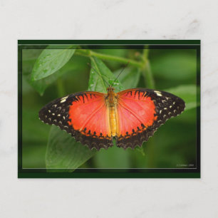 Carte Postale Red Lacewing