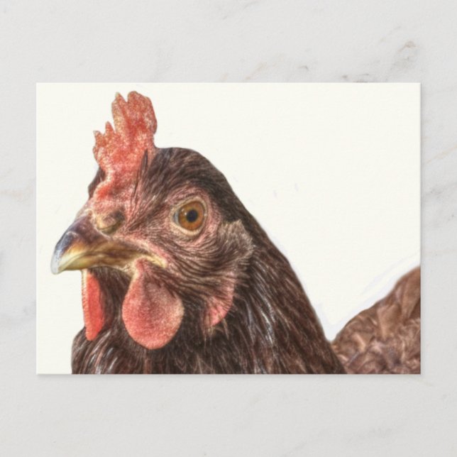 Carte Postale Red Laying Hen Chicken Photo (Devant)