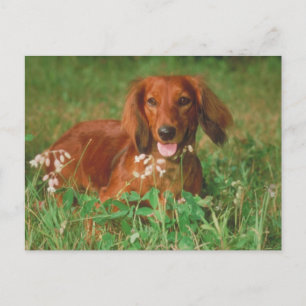 Carte Postale Red Long Haired Dachshund