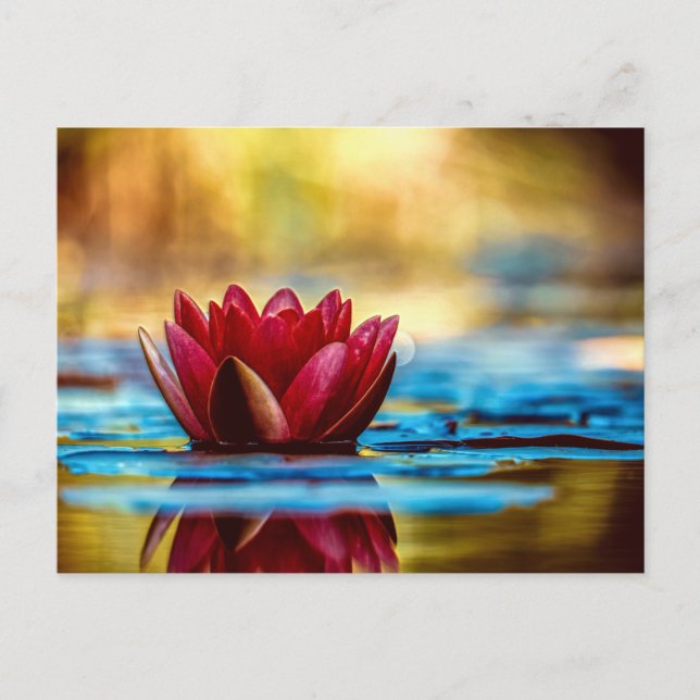 Carte Postale Red Lotus Water Lily Flower (Devant)