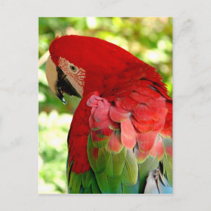 Carte Postale Red Macaw
