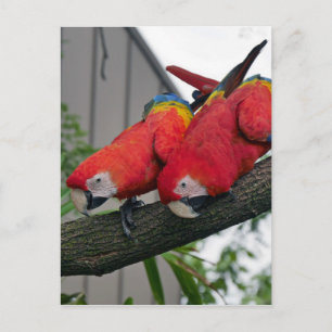 Carte Postale Red Macaws 2.JPG