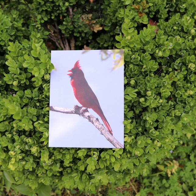 Carte Postale Red Northern Cardinal Bird (Créateur téléchargé)
