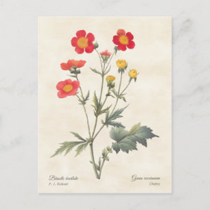 Carte Postale Red Nwarf Avens Illustration botanique Vintage