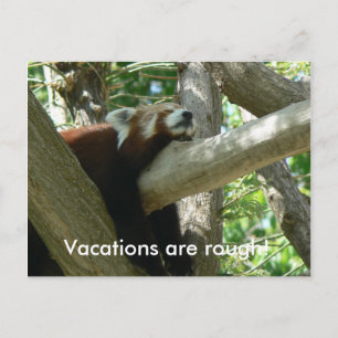 Carte postale Red Panda