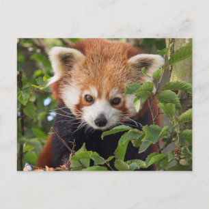Carte Postale Red panda