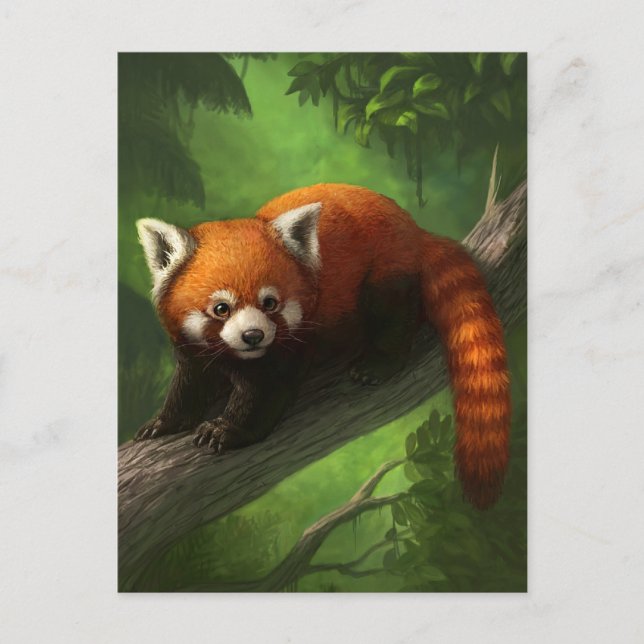Carte postale Red Panda (Devant)