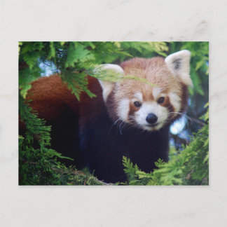 Carte postale Red Panda