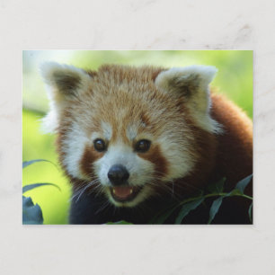 Carte postale Red Panda Bear