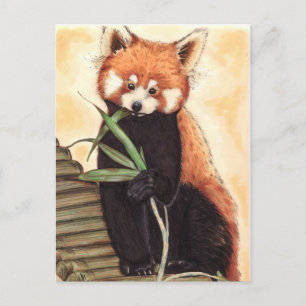 Carte Postale Red Panda Nom