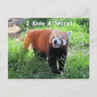 Carte Postale Red Panda Secret