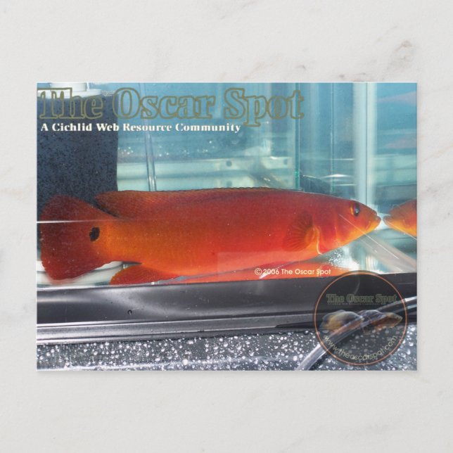 Carte Postale Red Pike Cichlid (Devant)