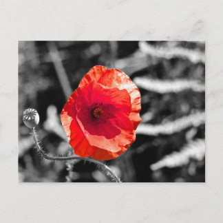 Carte Postale Red Poppy