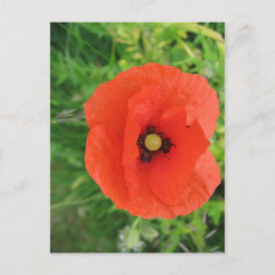 Carte Postale Red Poppy