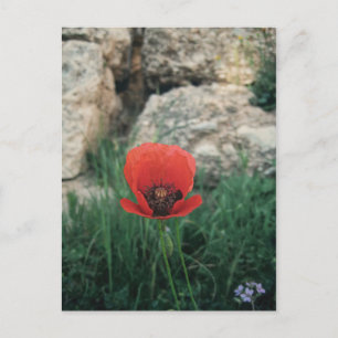 Carte Postale Red Poppy