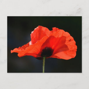 Carte Postale Red Poppy