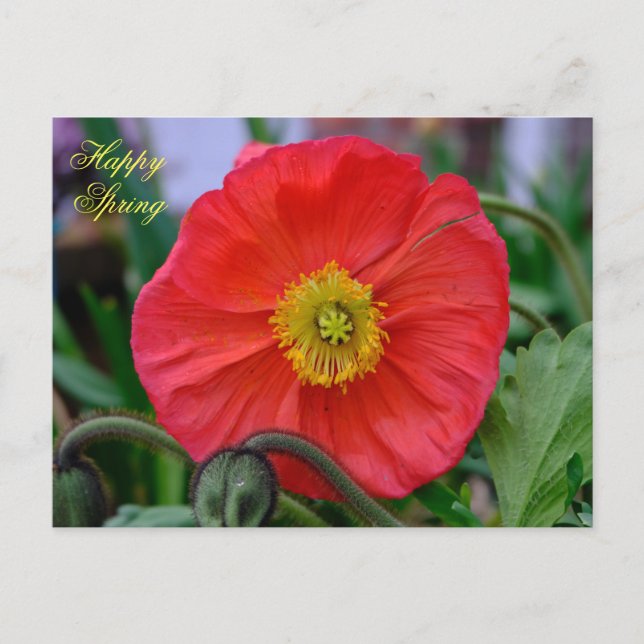 Carte Postale Red Poppy Happy Spring (Devant)