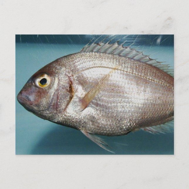 Carte Postale Red Porgy (Devant)
