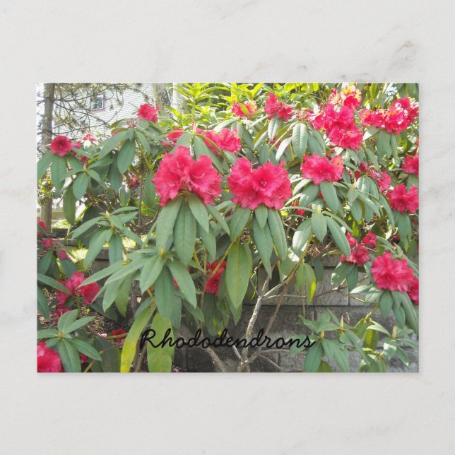 Carte Postale Red Rhododendron (Devant)