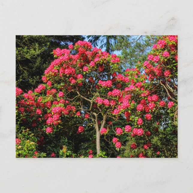 Carte Postale Red Rhododendrons Bute Park, Cardiff, Wales Postca (Devant)