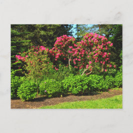 Carte Postale Red Rhododendrons Bute Park, Cardiff, Wales Postca