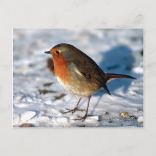 Carte postale Red Robin
