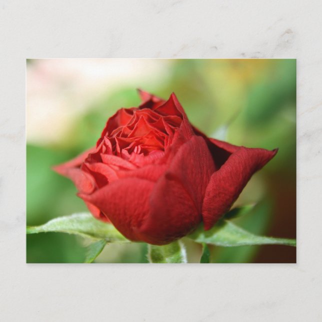Carte postale Red Rose (Devant)
