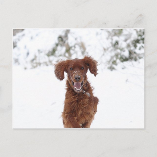 Carte Postale Red Setter (Devant)