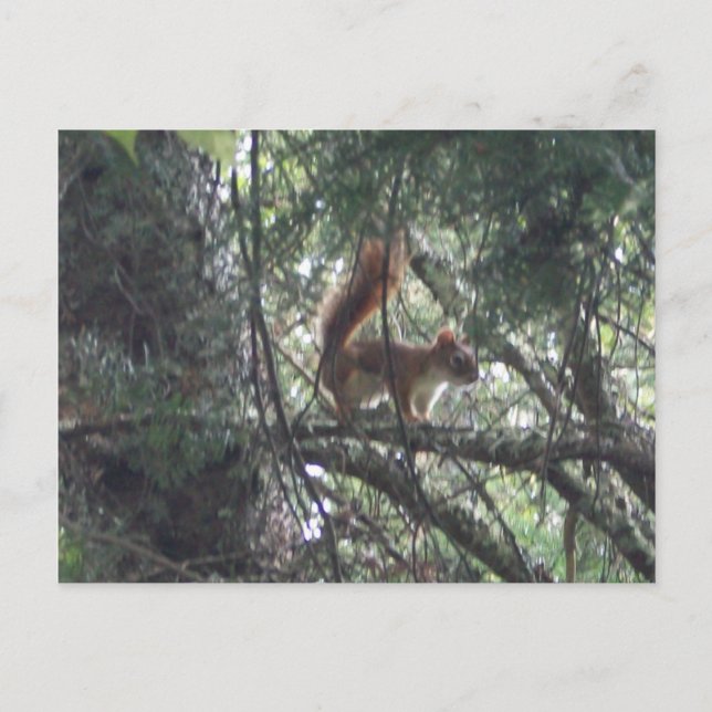 Carte postale Red Squirel (Devant)