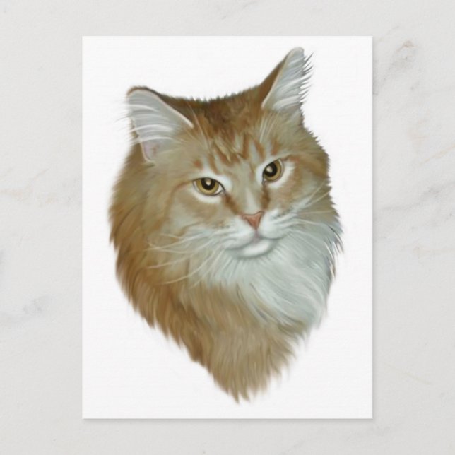 Carte Postale Red Tabby Maine Coon (Devant)