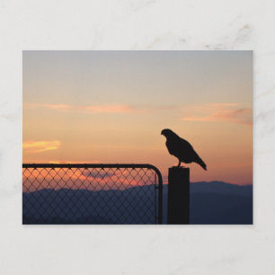 Carte Postale Red Tail Hawk à Sunset, comté de Humboldt, CA