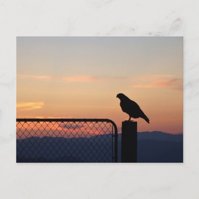 Carte Postale Red Tail Hawk à Sunset, comté de Humboldt, CA (Devant)