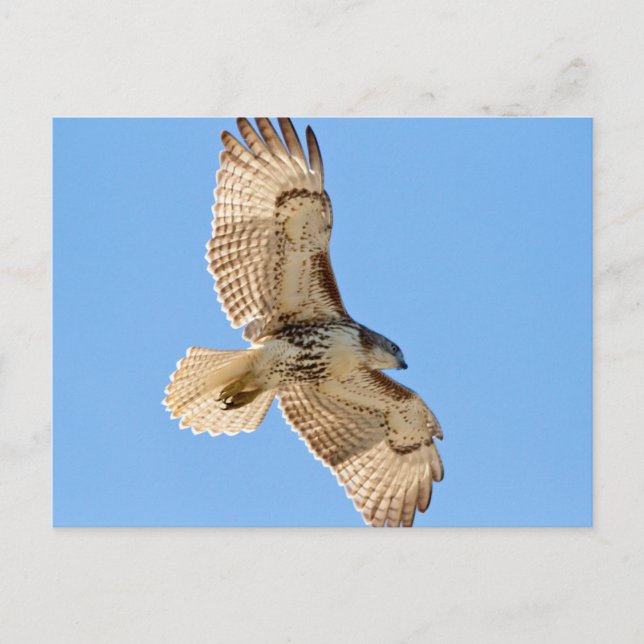 Carte Postale Red Tail Hawk en vol (Devant)