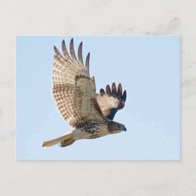 Carte Postale Red Tail Hawk en vol (Devant)