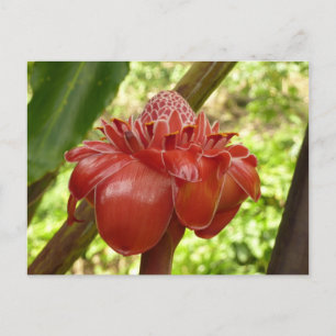 Carte Postale Red Torch Ginger Tropical Flower Photographie