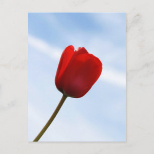 Carte postale Red Tulip