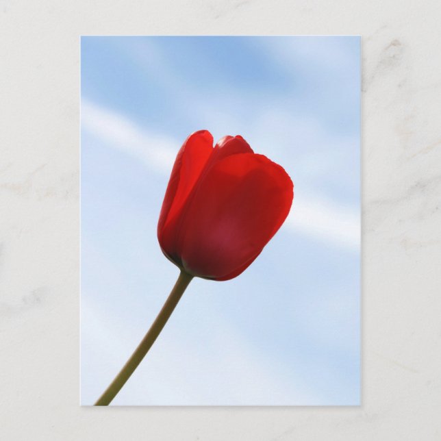 Carte postale Red Tulip (Devant)