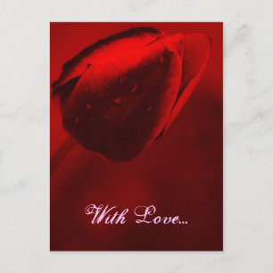 Carte postale Red Tulip