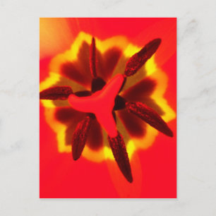 Carte Postale Red Tulip Centre