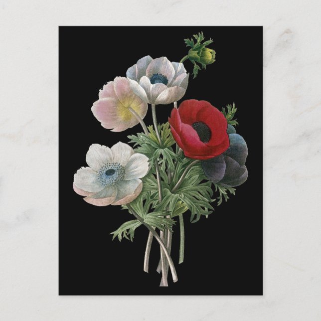 Carte Postale Redoute: Anemone, 1833 (Devant)