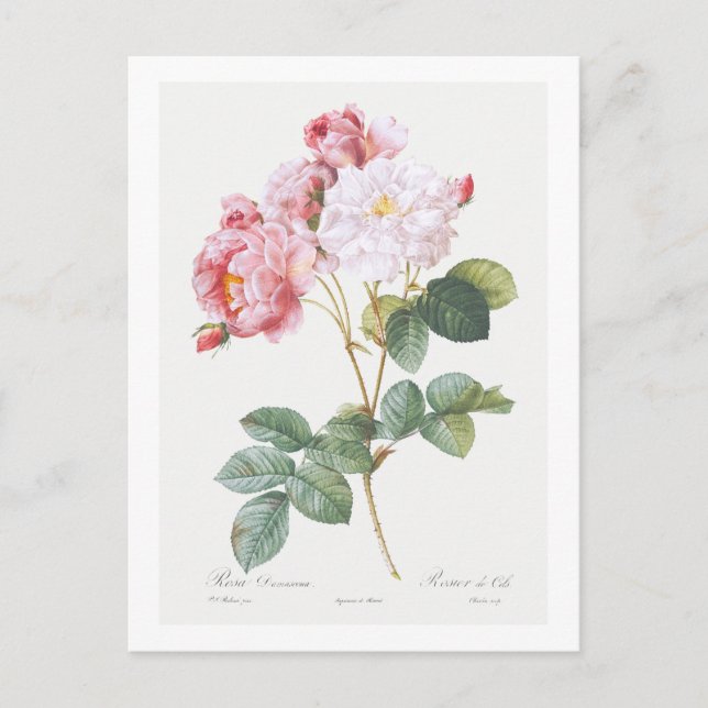 CARTE POSTALE REDOUTÉ BOTANIQUE "ROSEBUSH" (Devant)