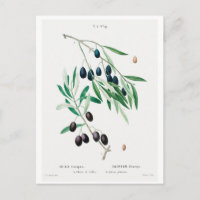 CARTE POSTALE REDOUTÉ ILLUSTRATION BOTANIQUE "OLIV