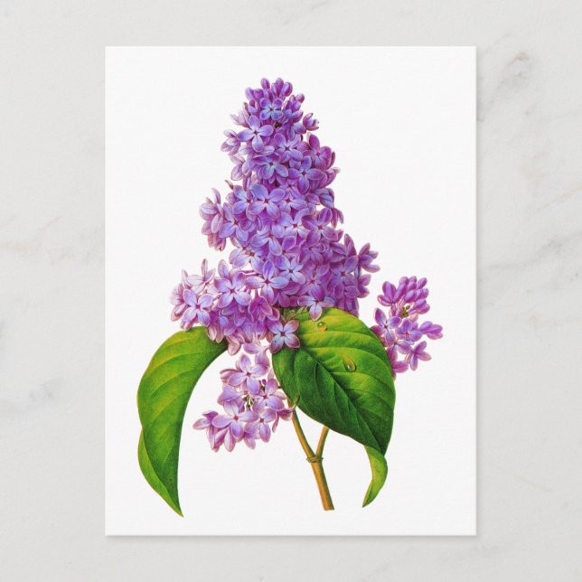 Carte Postale Redoute Lilacs (Devant)