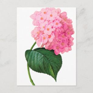 Carte Postale Redoute Pink Hydrangea