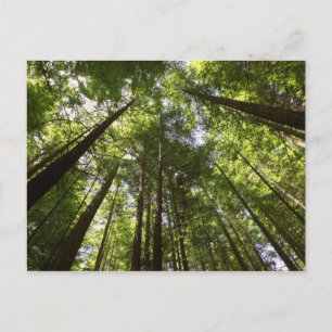 Carte Postale Redwood Forest, Rotorua (Nouvelle-Zélande) 2