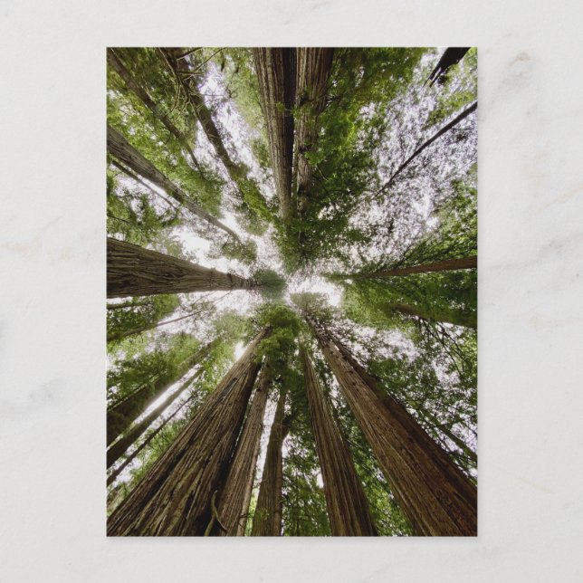 Carte Postale Redwood National and State Parks, Californie (Devant)
