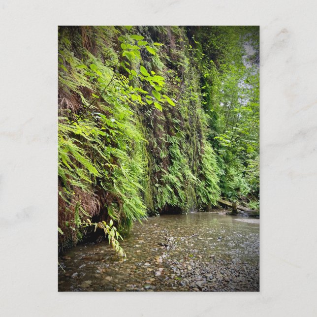 Carte Postale Redwood National and State Parks, Californie (Devant)