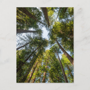 Carte Postale Redwood National and State Parks, Californie