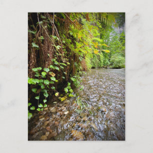 Carte Postale Redwood National and State Parks, Californie