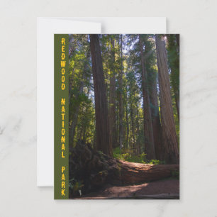 Carte Postale Redwood National Park Stout Grove